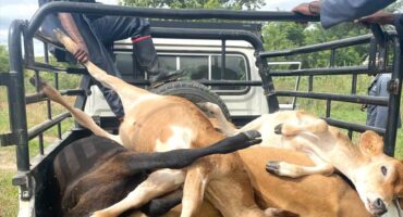 Foot-and-Mouth Disease is taking a toll on calves, whose infected mothers can no longer produce milk for their offspring.