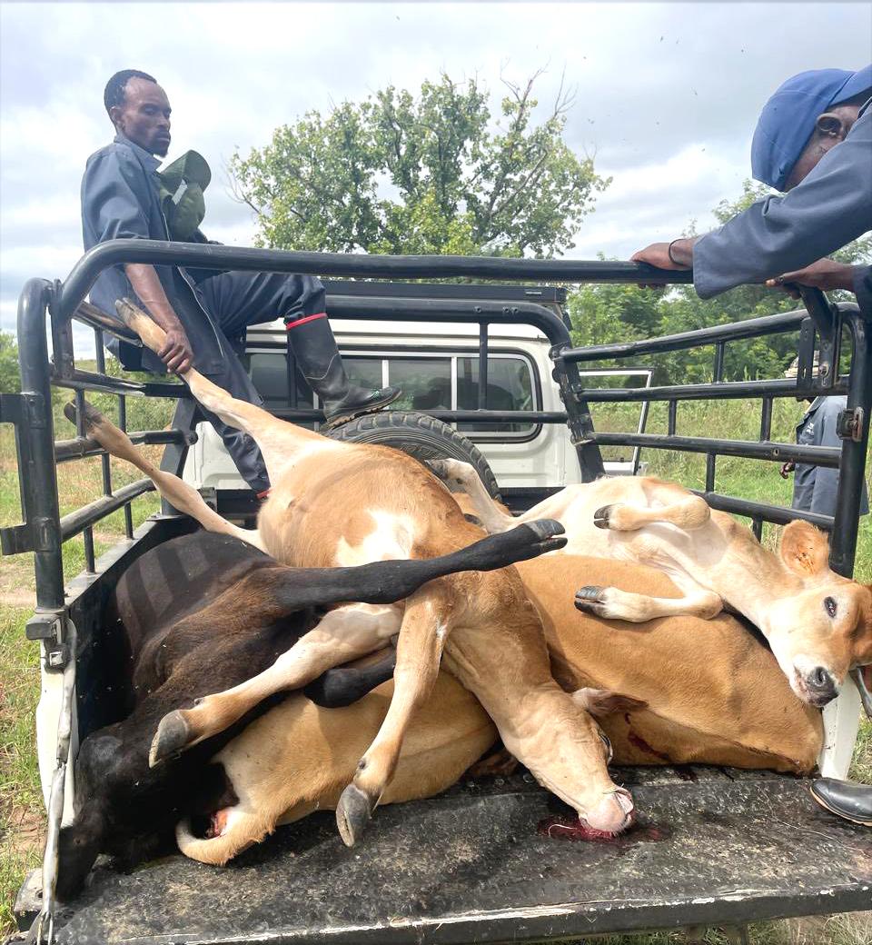 Farmers cautiously welcome FMD plan as industry pressure grows