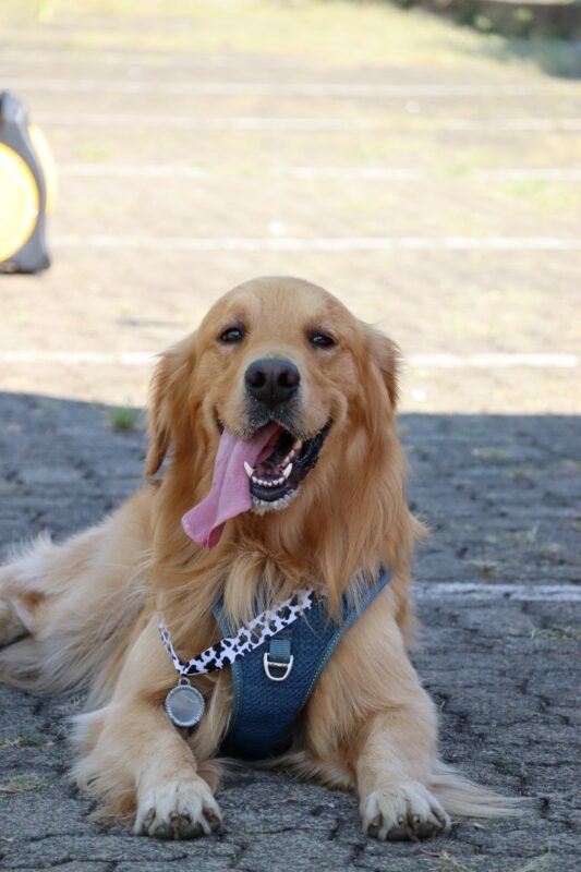 A well known Golden Retriever dog, who always attend sporting events, also received a medal for his support. He is laying on the ground with his tongue sticking out the side of his mouth. He is wearing a blue harness.