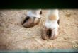 Close-up of a cow’s cloven hooves standing on dry ground.