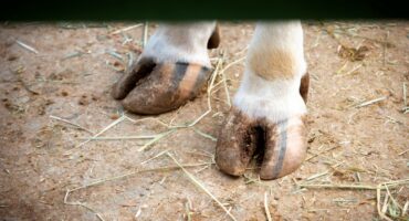 Close-up of a cow’s cloven hooves standing on dry ground.