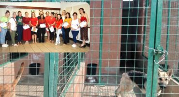 Three green wired kennels with concrete floors at the Newcastle SPCA.