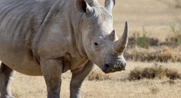 Image of a rhino standing in the Savannah in Africa.