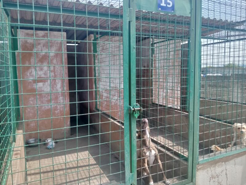A photo of a green wired kennel with concrete flooring and a dog inside at the Newcastle SPCA.