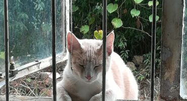 A photo taken of a light ginger and white cat laying on a windowsill outside a building, with trees in the background.
