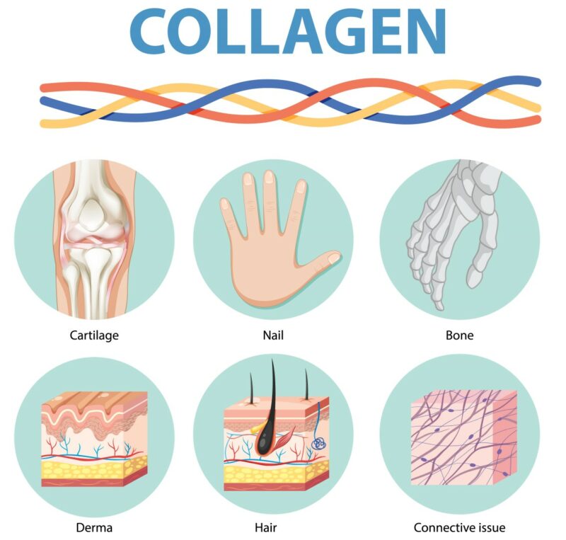 Illustration showing collagen's role in the body