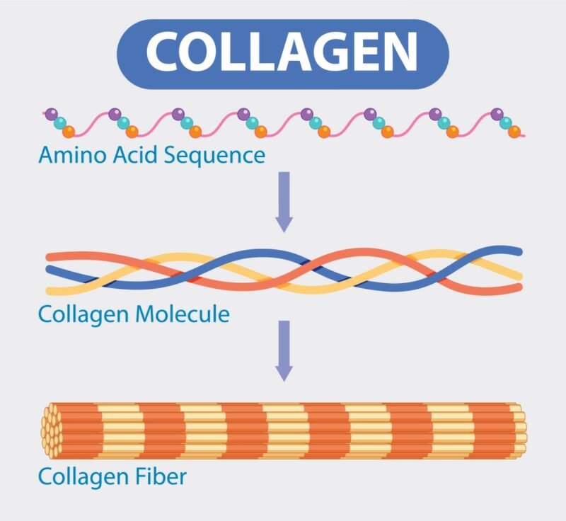 Illustration of collagen formation from amino acids