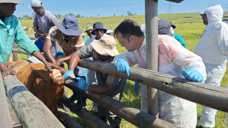 Veterinary officials and farmers restrain cattle during foot-and-mouth disease testing at a rural dip tank.