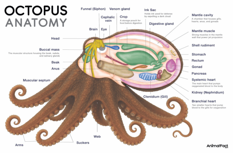 An illustration showing the anatomy of an octopus.