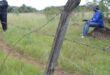 Image of a fence post and cut wire with a herder sitting behind it.
