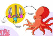 Illustration shows octopus with three hearts diagram
