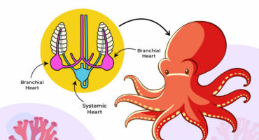 Illustration shows octopus with three hearts diagram