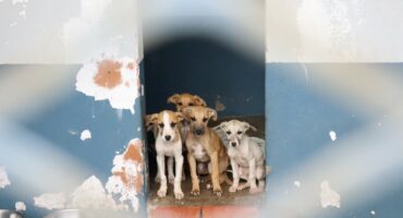 Rescued puppies at the Newcastle SPCA.