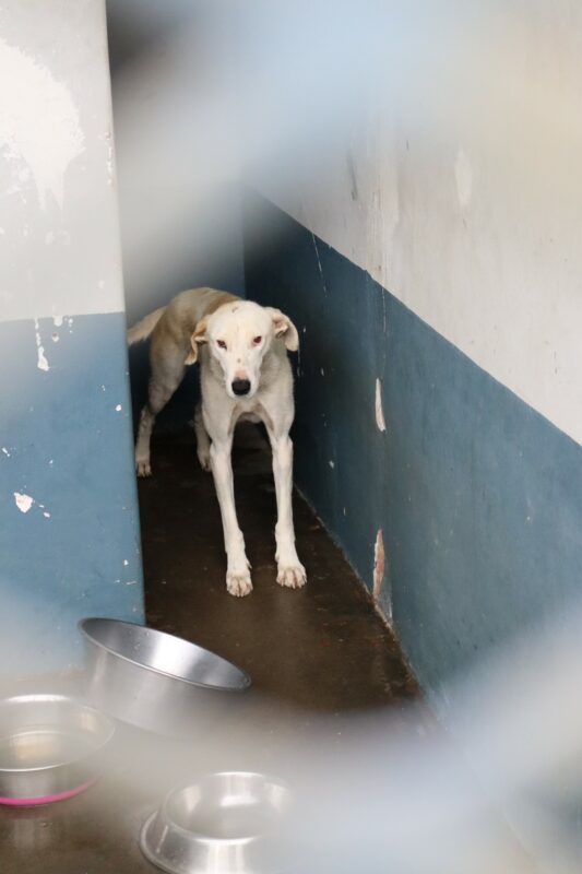 A large breed dog.