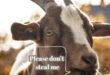Brown and white goat with horns and ear tag, with text saying “Please don’t steal me”.