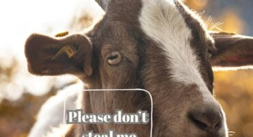 Brown and white goat with horns and ear tag, with text saying “Please don’t steal me”.