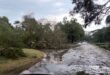 Image of a tree in the road and lots of water in Pongola.