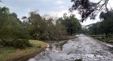 Image of a tree in the road and lots of water in Pongola.