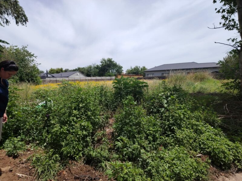 Extreme overgrowth in a suburban area is photographed in Newcastle, KZN.