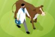 Large animals livestock veterinary horizontal isometric web banner with veterinarian visiting grazing cow patient background vector illustration.