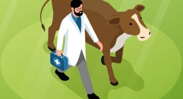 Large animals livestock veterinary horizontal isometric web banner with veterinarian visiting grazing cow patient background vector illustration.