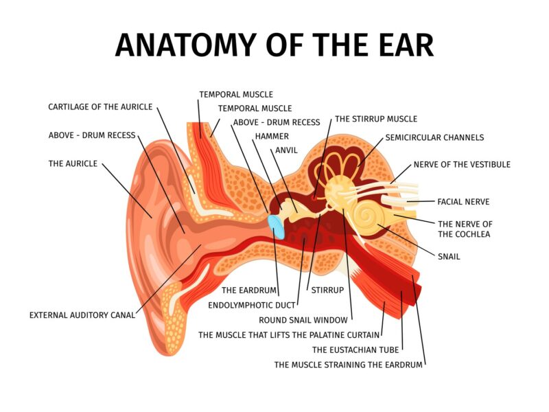 Detailed labelled diagram showing the anatomy of the human ear, including the auricle, ear canal, eardrum, ossicles, cochlea, semicircular canals and auditory nerves.