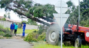 Image of workers using a tractor to remove a large tree blocking a road in Glencoe.