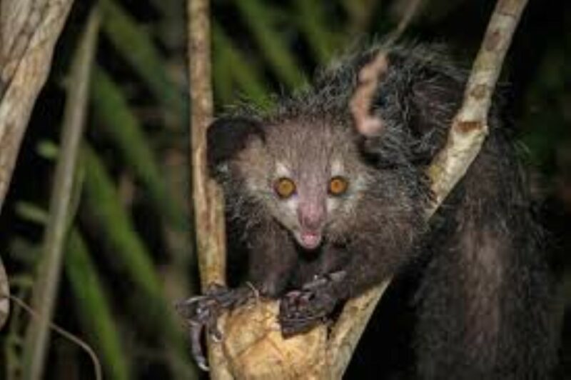 The aye-aye.