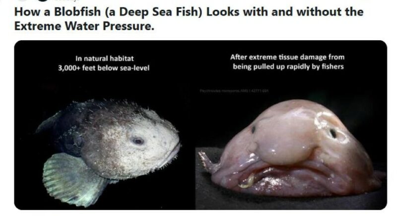 The blobfish in and out of water.