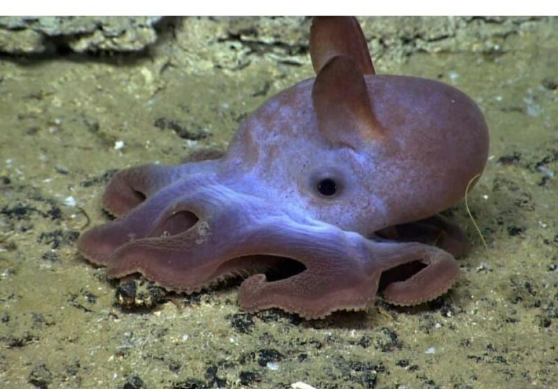 The Dumbo Octopus
