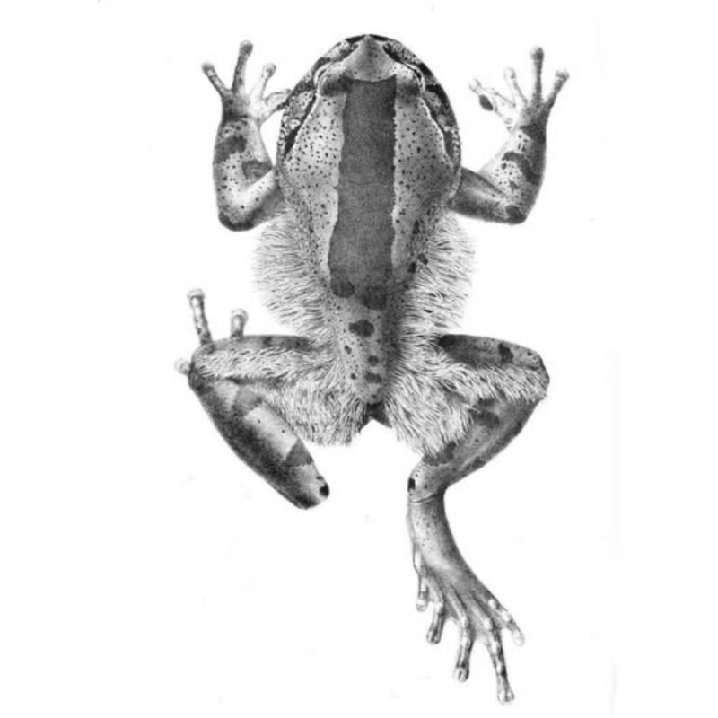 A black and white image of the hairy frog also known as the "wolverine frog".