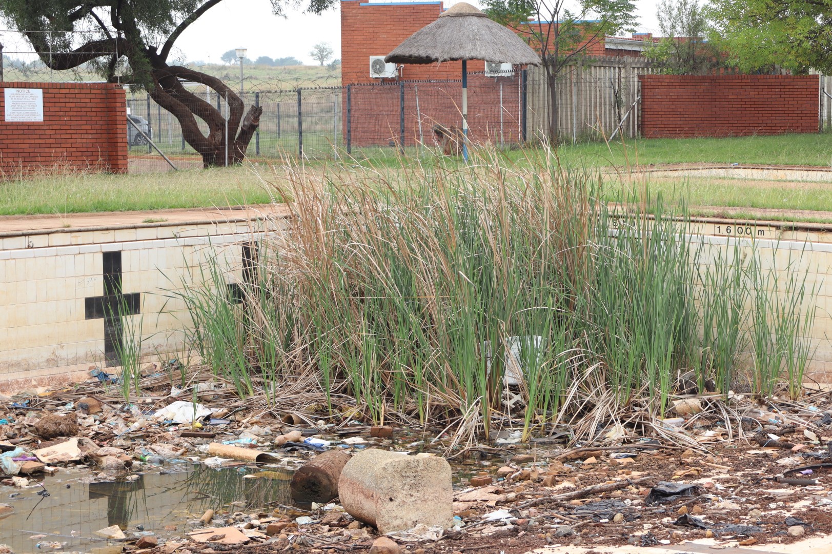 A swimming pool filled with vegetation overgrowth, filthy water, illegal dumping of household refuse.
