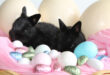 A photo taken of two black bunnies posed in between various colorful Easter eggs.