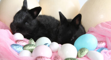 A photo taken of two black bunnies posed in between various colorful Easter eggs.