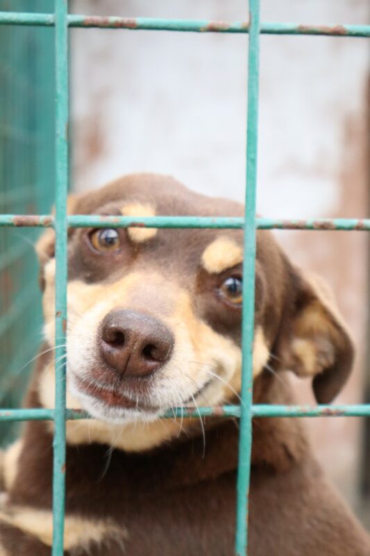 A small dog breed behind a green kennels-fence.
