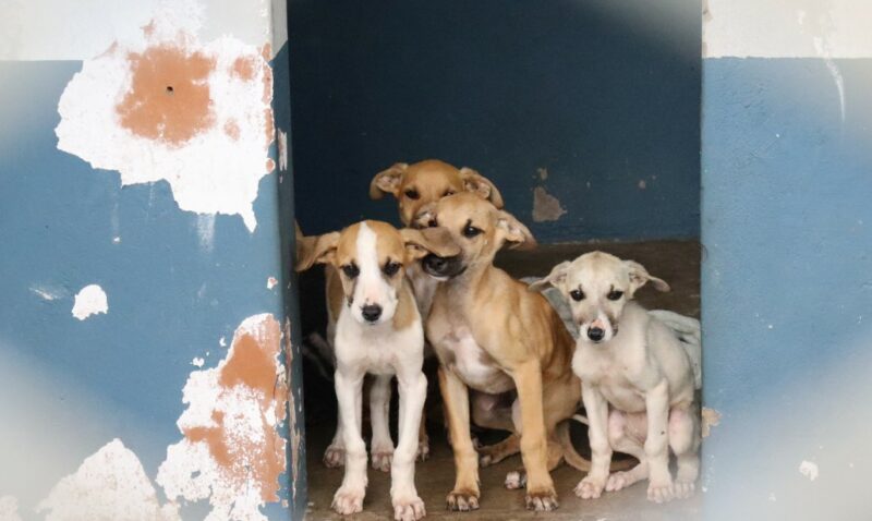 A litter of puppies in a kennel.