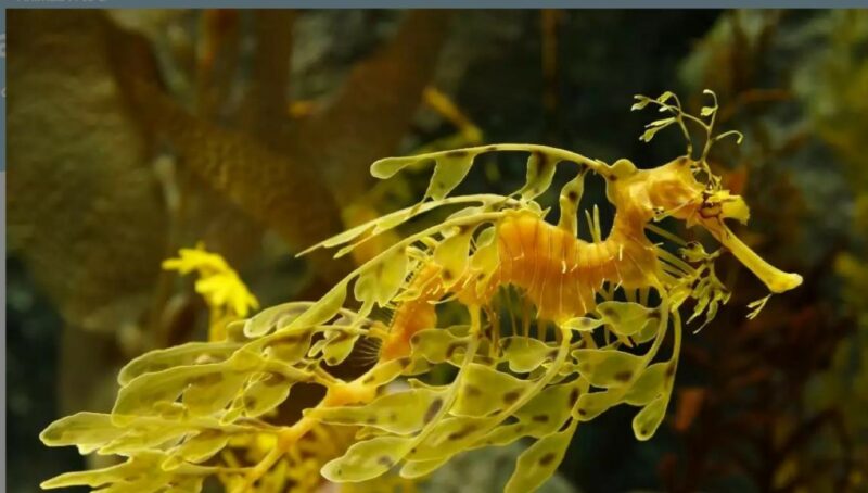 The leafy seadragon.