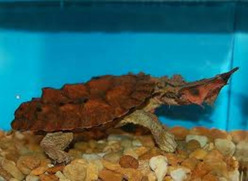 The mata mata turtle.