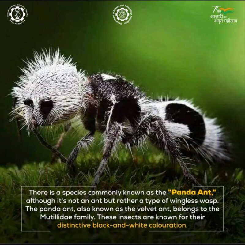 A panda ant.