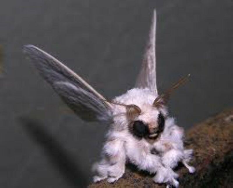 The Venesuelan poodle moth .