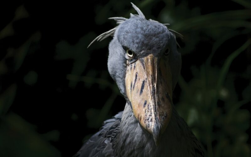 An angry looking shoebill.