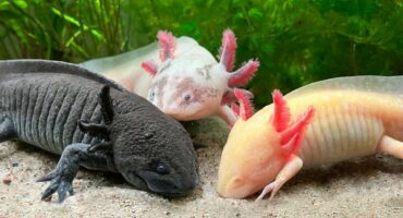 Three axototls in an aquarium.