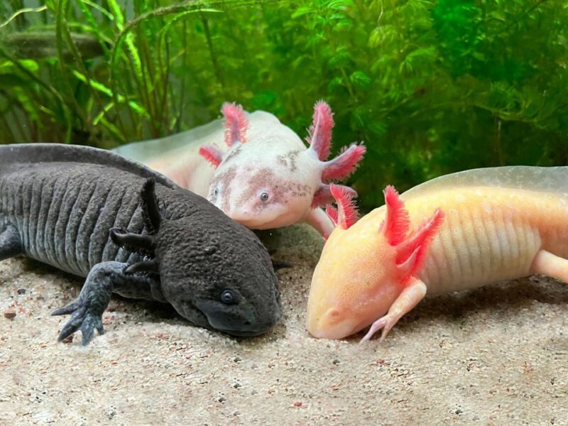 Three axototls in an aquarium.