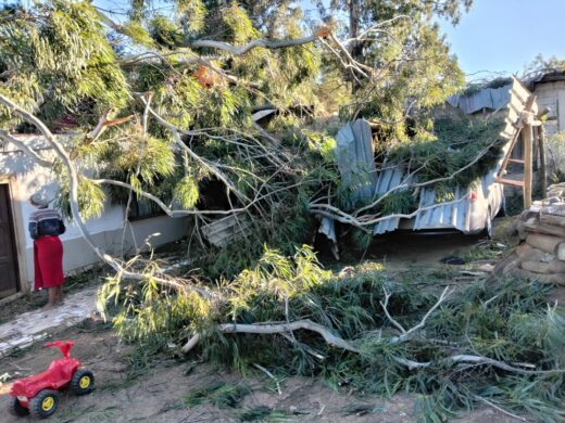 An image of a tree that caused destruction after it fell on top of the Zwane's family house, leaving them without shelter and basic necessities.