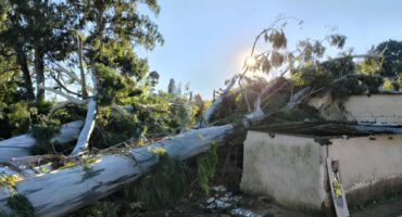 An image of a huge tree that was uprooted and fell onto the Zwane home at Vryheid Hill in the Watts area. They are seeking shelter and donations from the public.