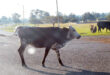 Image of cows on a raod near Glencoe.