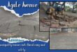 Three photos of the damage an invasive tree root has caused to a road in Sunny Ridge, Newcastle. One image shows an excavator removing the tar. there is a bold blue and white border around the photos with bold white and black text over it as well as the Newcastle Advertiser logo.