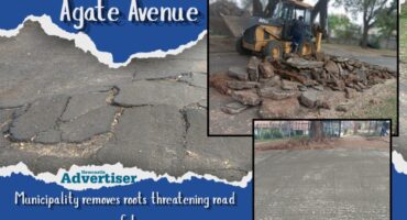 Three photos of the damage an invasive tree root has caused to a road in Sunny Ridge, Newcastle. One image shows an excavator removing the tar. there is a bold blue and white border around the photos with bold white and black text over it as well as the Newcastle Advertiser logo.