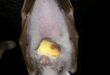 Image of a bat hanging upside down with food in its mouth.