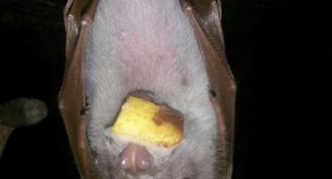 Image of a bat hanging upside down with food in its mouth.